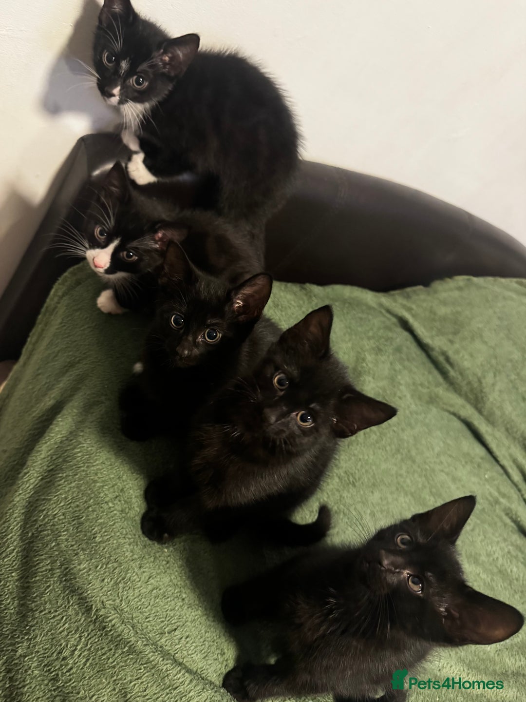 Mixed Breed cats for sale: 5 adorable 9 WEEK OLD kittens ready to go 😻 - Advert 1