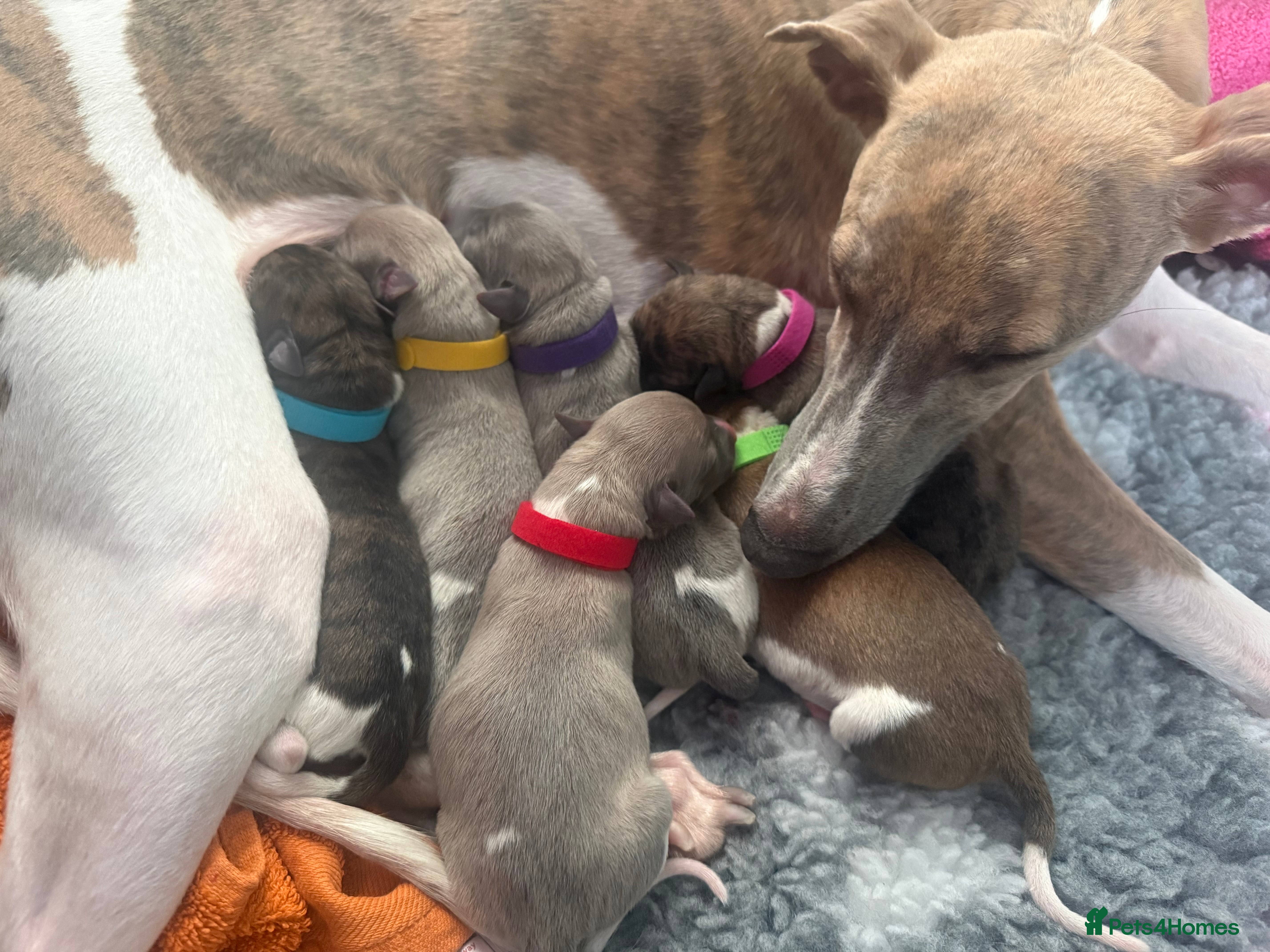 Whippet dogs Six Stunning Whippet Puppies in Mansfield - Advert 3
