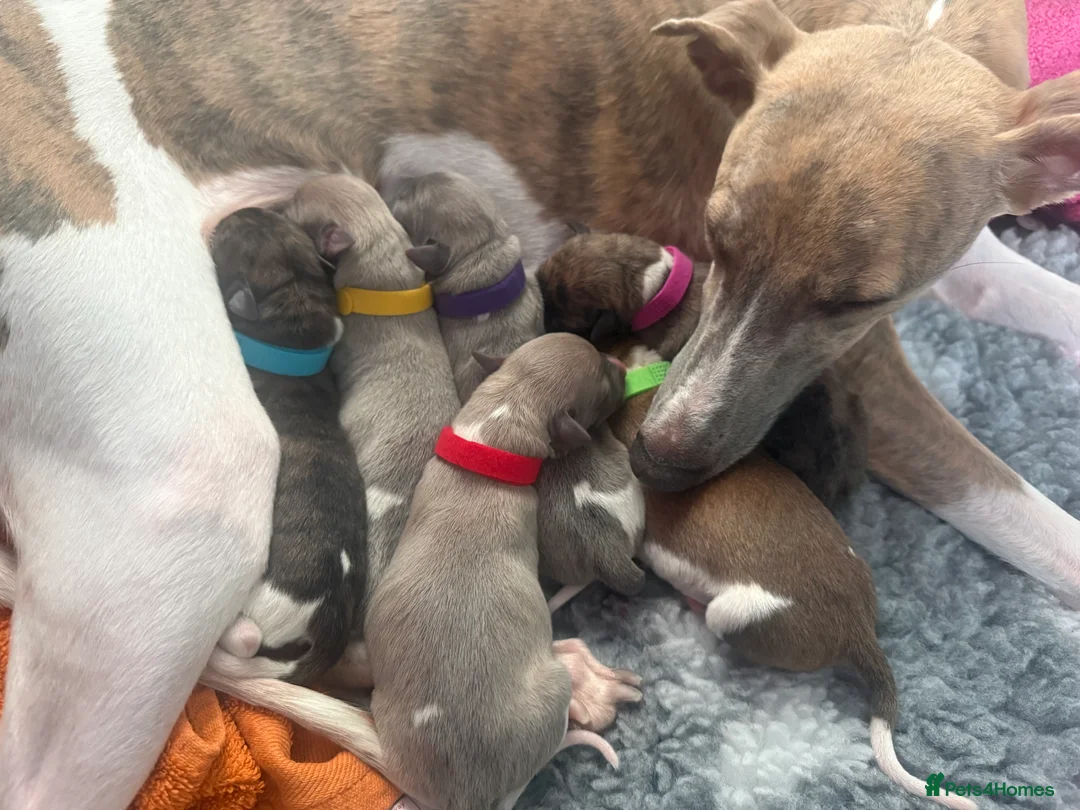 Whippet dogs for sale: Six Stunning Whippet Puppies in Mansfield - Advert 1