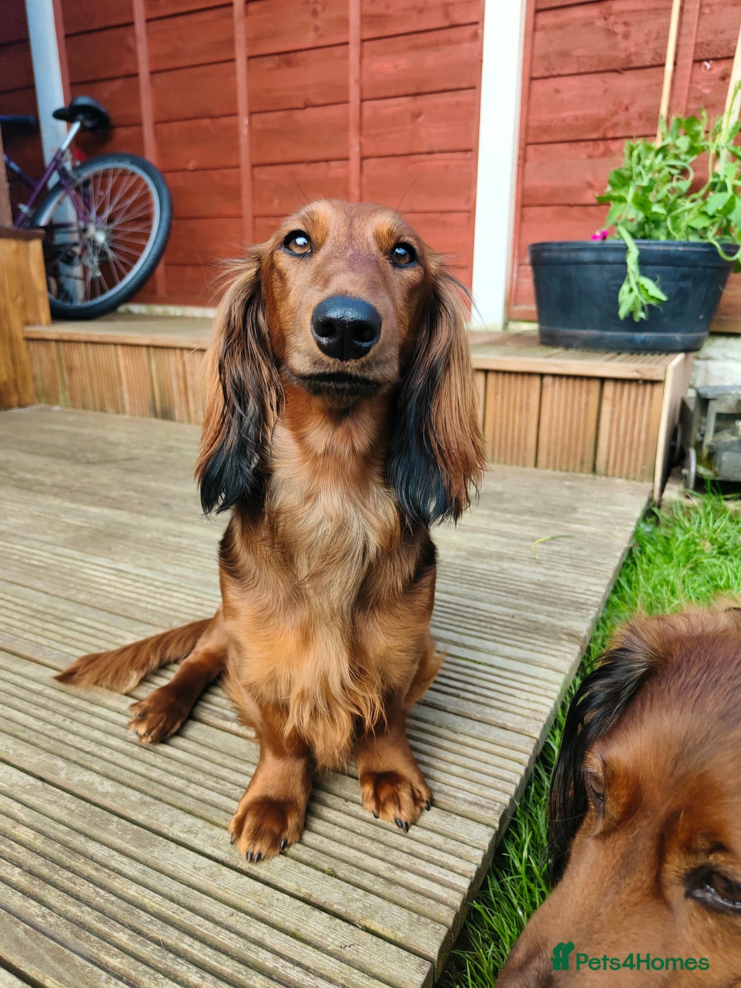 Dachshund dogs for sale: Red long-haired standard dachshund puppies - Image 2