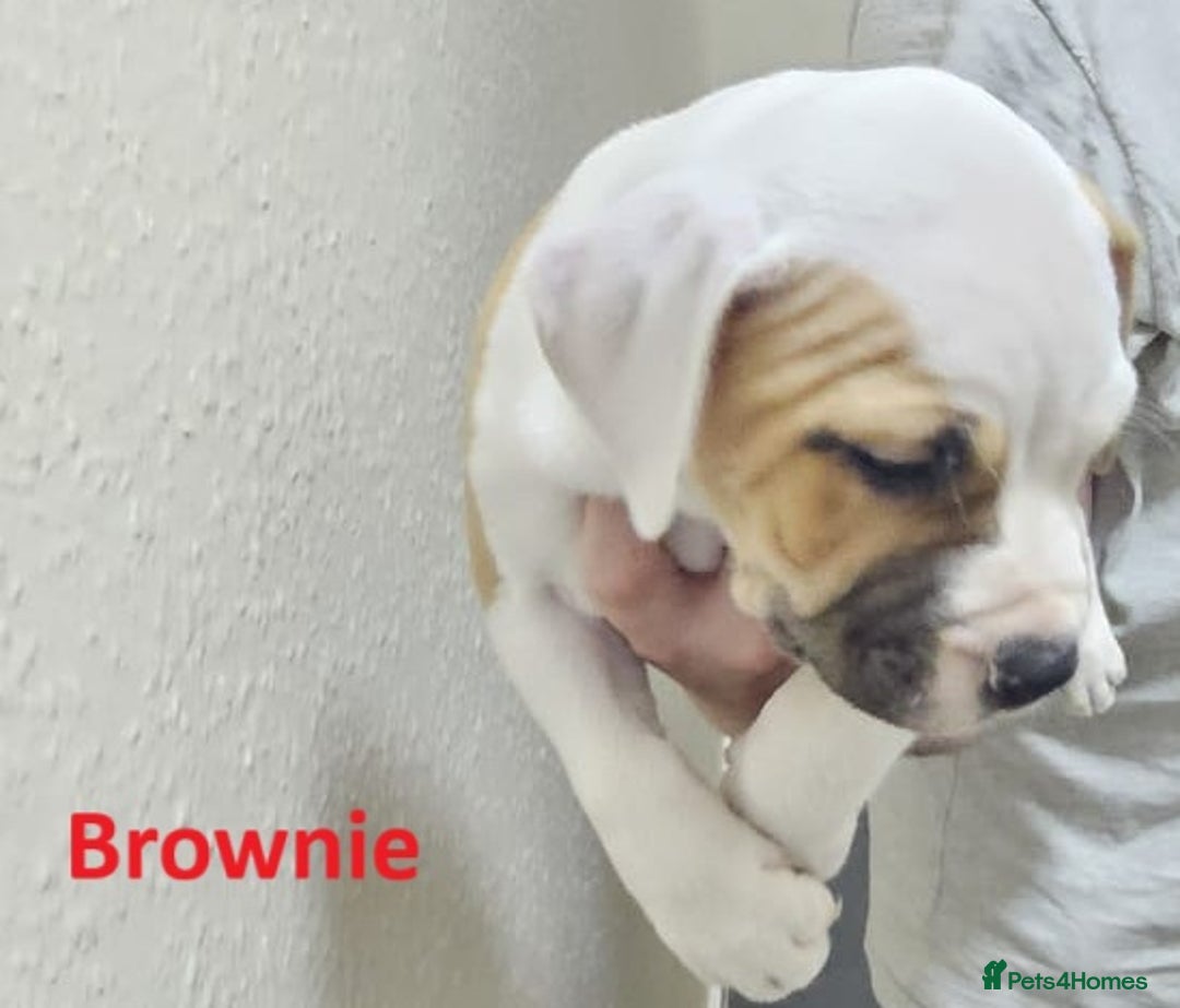 Mixed Breed dogs for sale: Confident & Well-Socialised Presa x Staffy Pups - Image 23