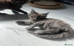 Maine Coon cats for sale: Maincoon kittens  - Image 4