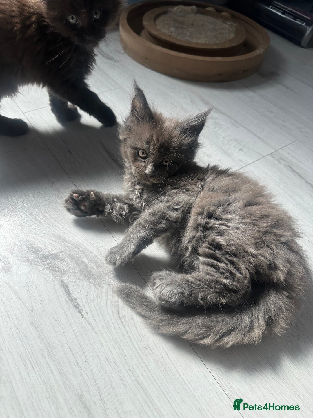 Maine Coon cats for sale: Maincoon kittens  - Image 4