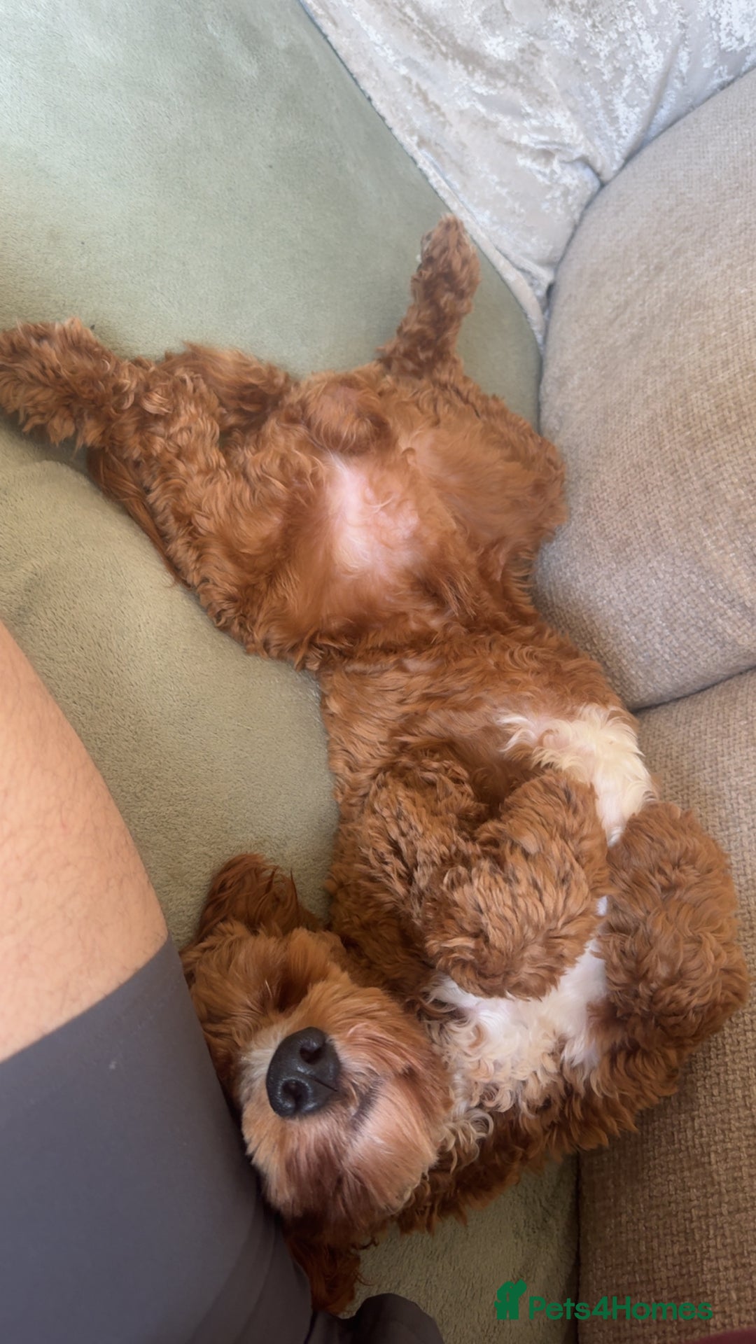 Cockapoo dogs for sale: 2 Male Cockapoos need a home :( - Image 12