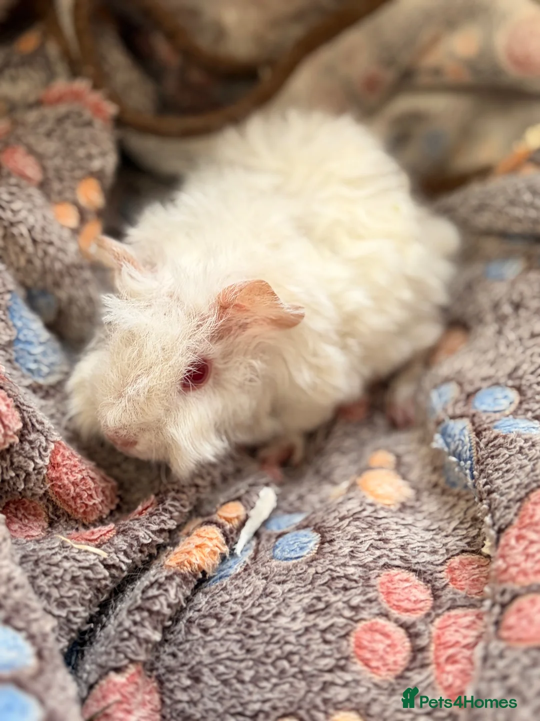 Guinea Pig rodents for sale: LOVELY BABY GUINEA PIGS - Advert 2
