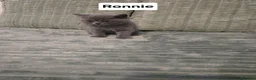 British Shorthair cats for sale: GCCF Registered Pedigree British Shorthair Kittens - Advert 6