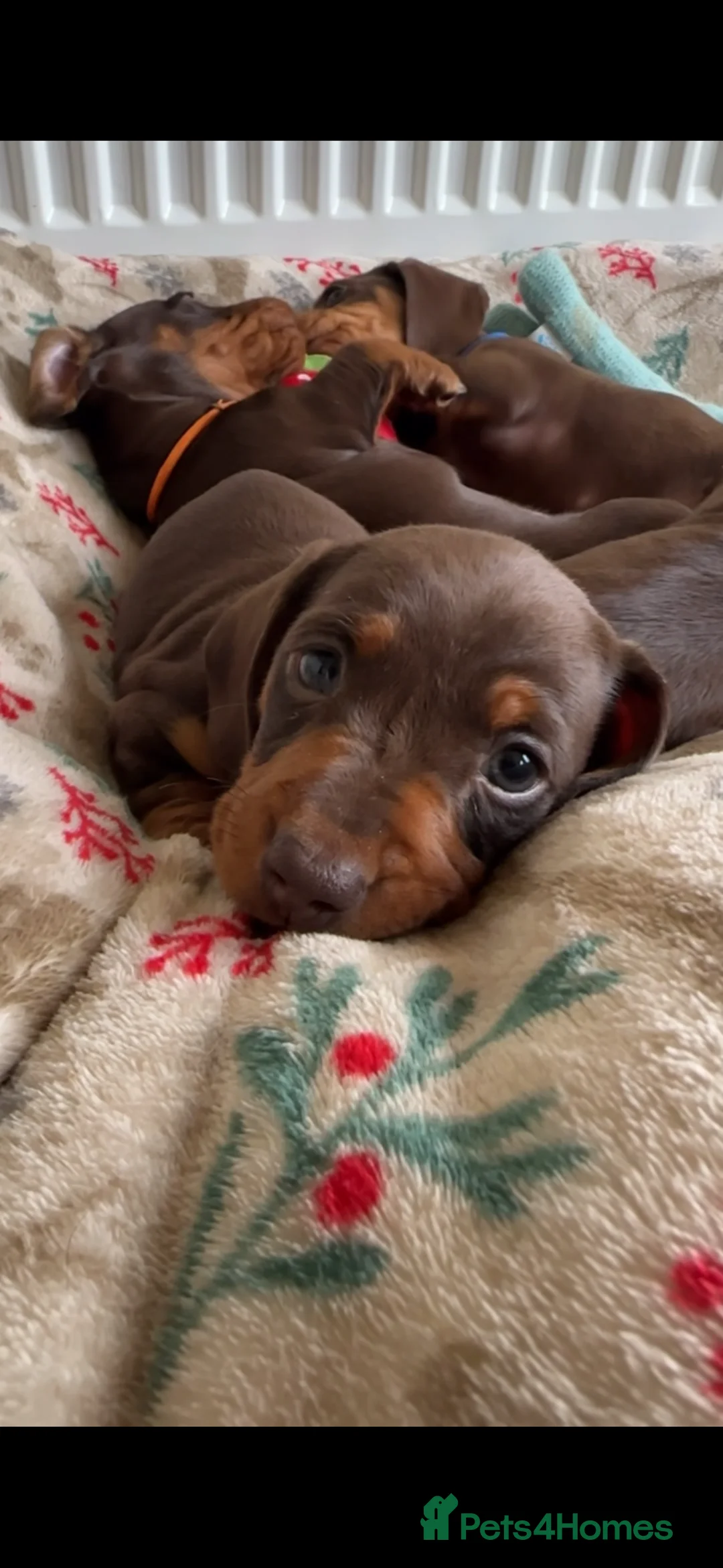 Miniature Dachshund dogs for sale: Trainer Raised Mini Dachshund Puppies - Advert 8