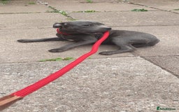 Staffordshire Bull Terrier dogs for sale: KC registeres Staffordshire bull terrier puppies - Image 12