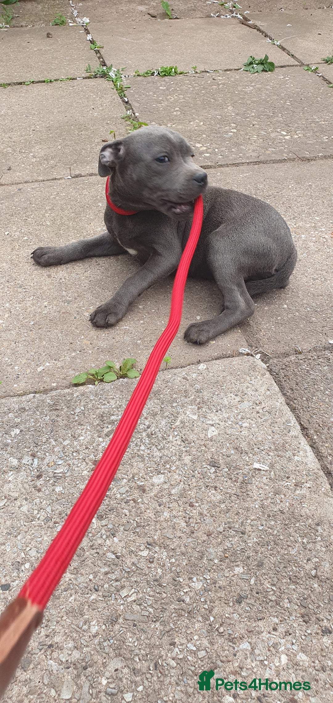 Staffordshire Bull Terrier dogs for sale: KC registeres Staffordshire bull terrier puppies - Image 12