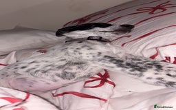 Mixed Breed dogs for sale: Meet bow 🎀🐾 - Advert 6