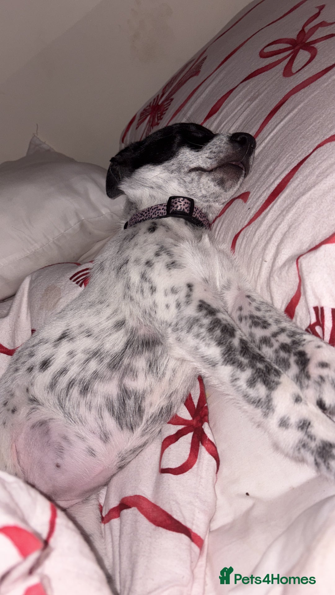 Mixed Breed dogs for sale: Meet bow 🎀🐾 - Advert 6