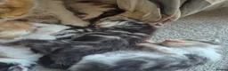 Maine Coon cats for sale: Maine coon baby floofs in Ivybridge - Advert 9