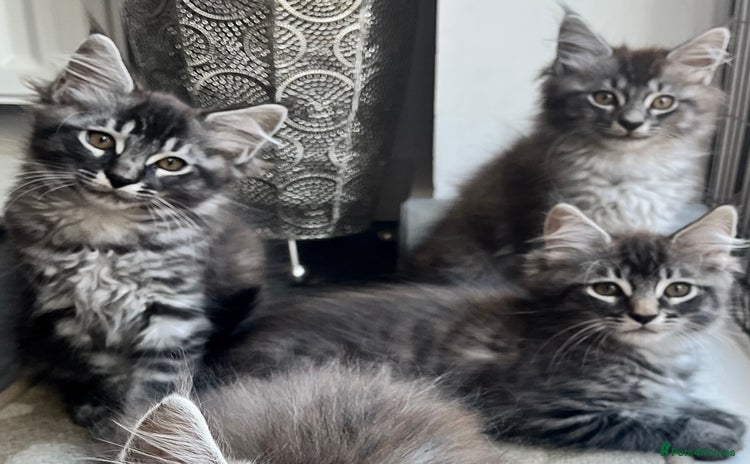 Maine Coon cats - Advert 14