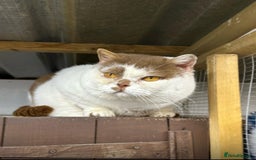 British Shorthair cats for sale: 😍 READY NOW gccf reg British shorthair kittens - Advert 15