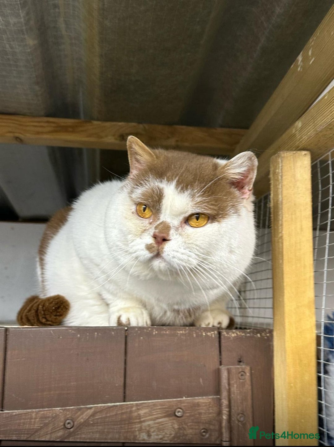 British Shorthair cats for sale: 😍 READY NOW gccf reg British shorthair kittens - Advert 15