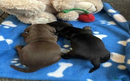 Miniature Dachshund dogs for sale: Miniature Dachshund Puppies - Image 4