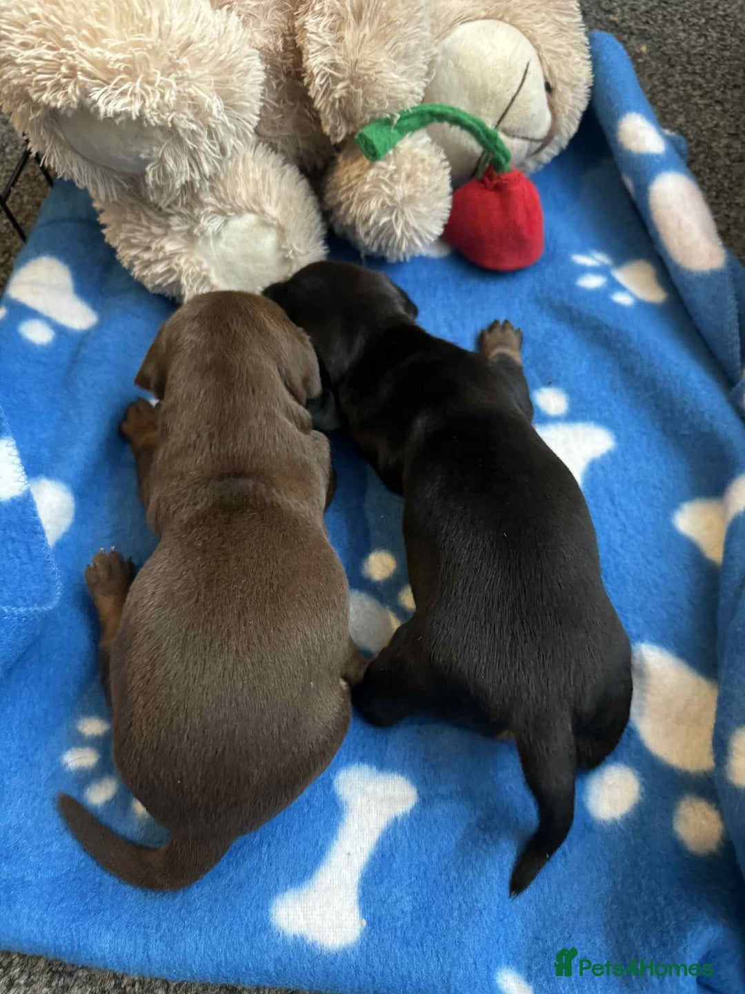 Miniature Dachshund dogs for sale: Miniature Dachshund Puppies - Image 4