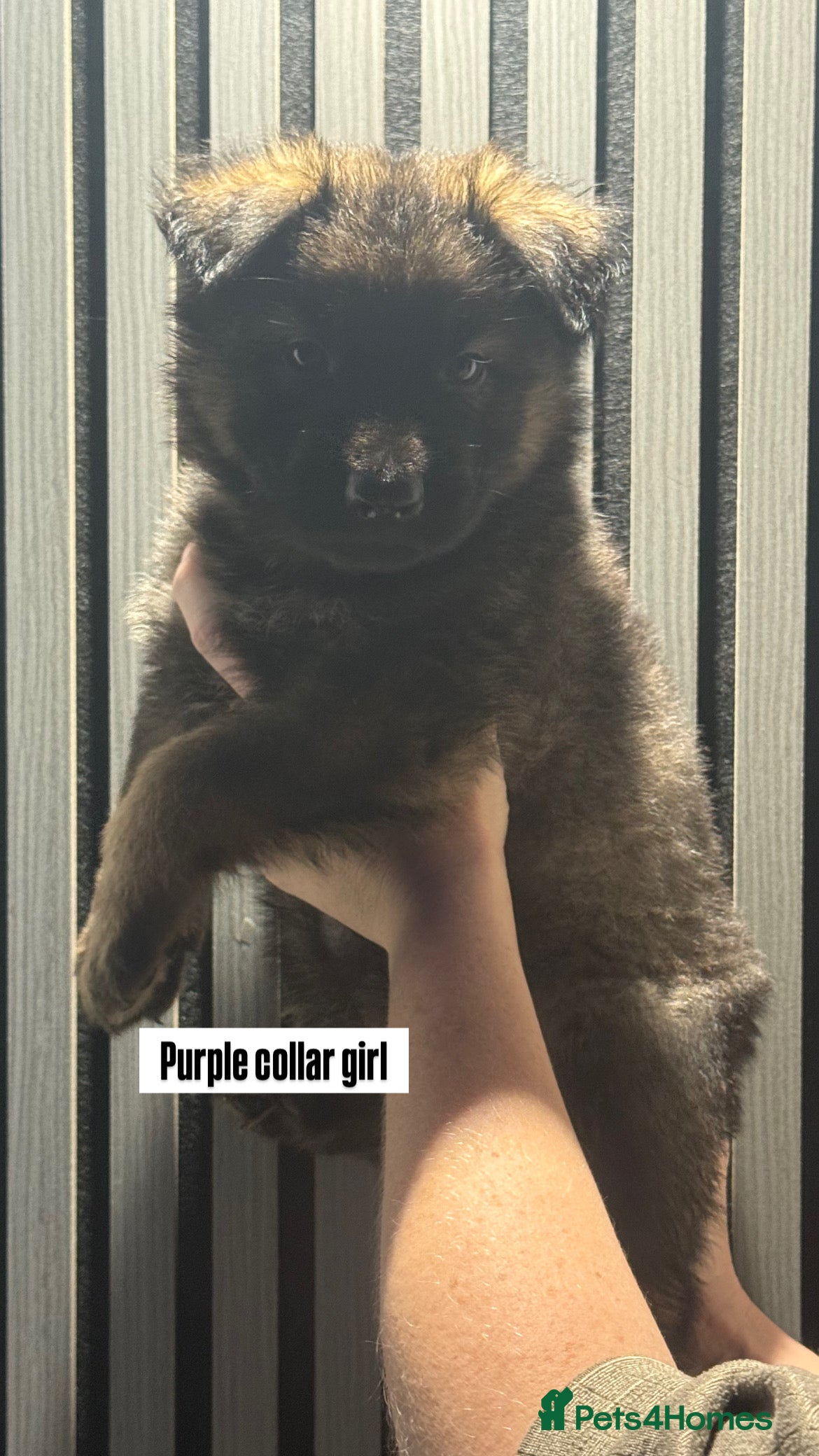 German Shepherd dogs German shepherd puppies.  - Advert 10