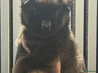 German Shepherd dogs German shepherd puppies. - Advert 10