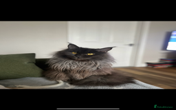 Maine Coon cats for sale: Chunky and fluffy Mainecoon kittens - Image 28