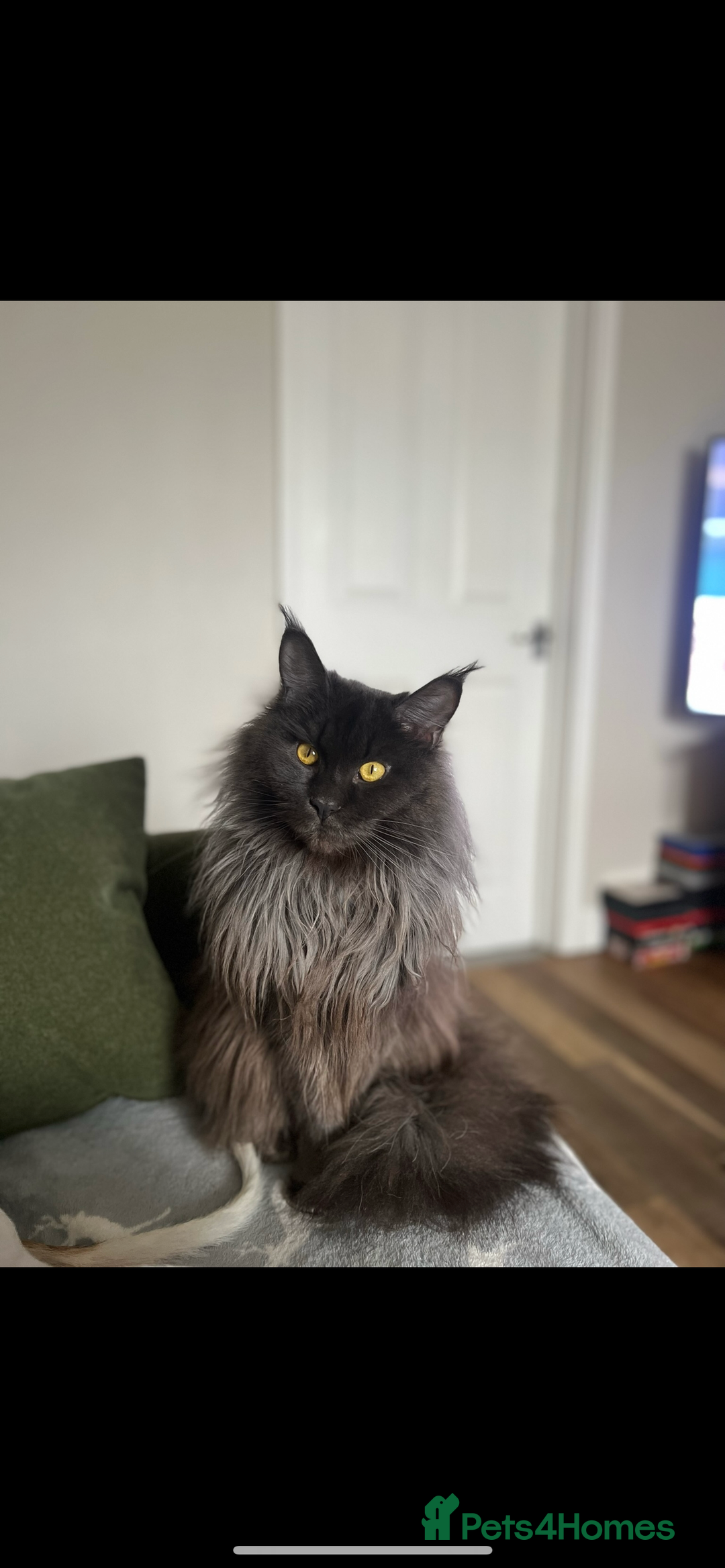 Maine Coon cats for sale: Chunky and fluffy Mainecoon kittens - Image 28
