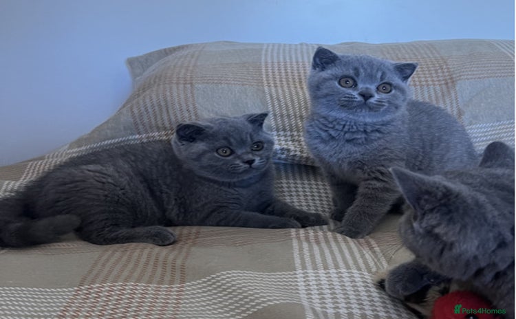 British Shorthair cats - Advert 15