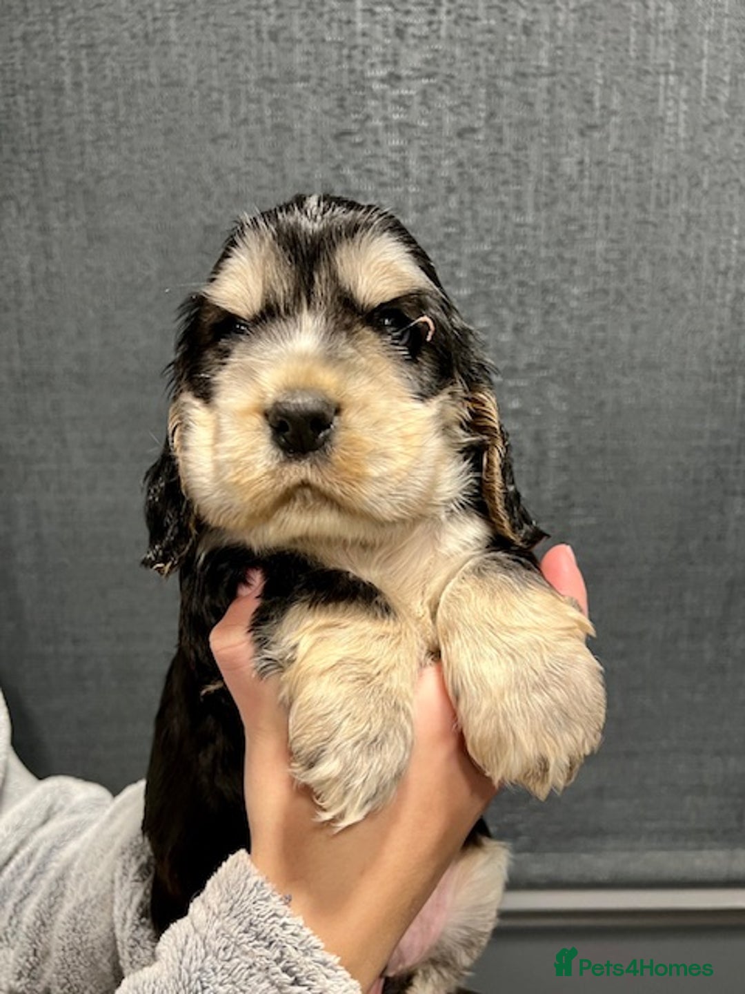 Cocker Spaniel dogs for sale: Show Cocker Spaniel puppies from DNA tested parent - Advert 11