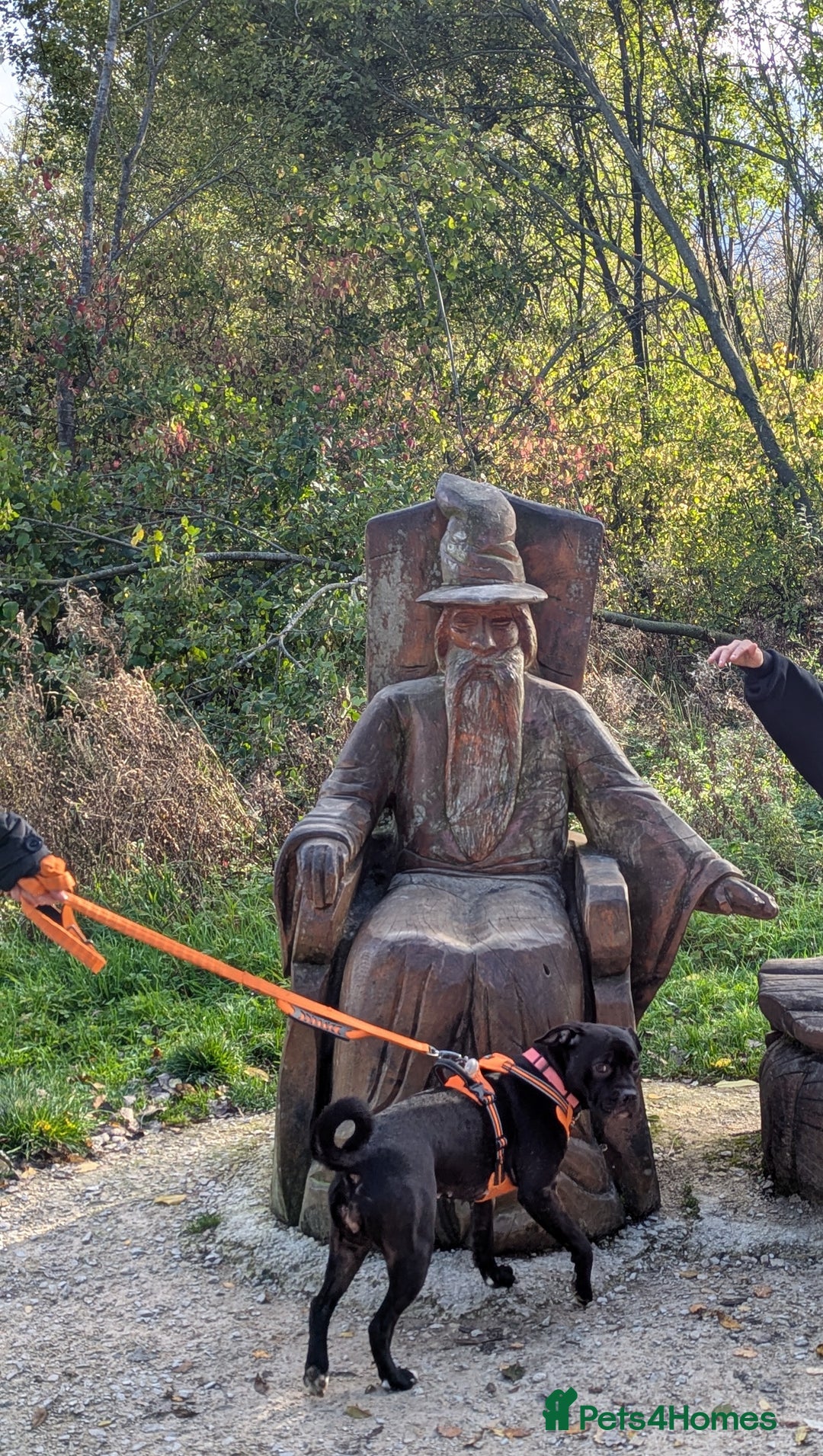 Staffordshire Bull Terrier dogs for sale: Staffy - Advert 3