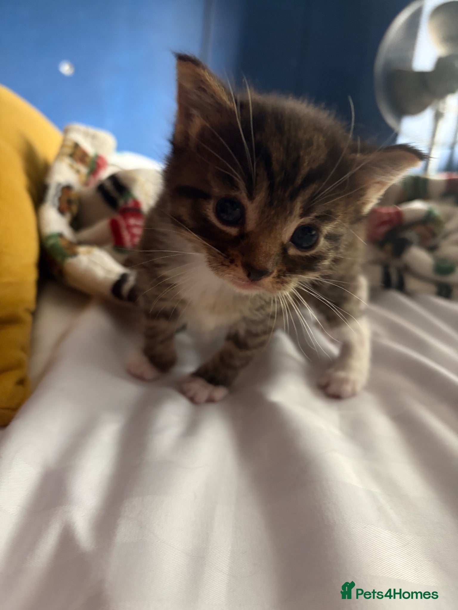 Mixed Breed cats Bengal x  - Advert 2