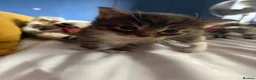 Mixed Breed cats for sale: Bengal x  - Advert 1