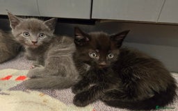 Mixed Breed cats for sale: 5 beautiful kittens looking for their forever home - Image 13