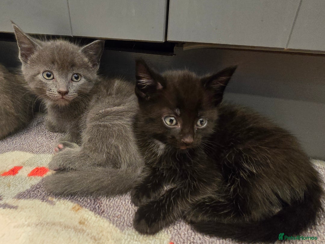 Mixed Breed cats for sale: 5 beautiful kittens looking for their forever home - Image 13