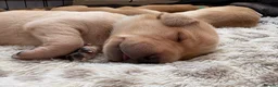 Labrador Retriever dogs for sale: 6 outstanding working Labrador retriever pups - Advert 15