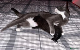 Mixed Breed cats for sale: Little boy kitten  - Image 6