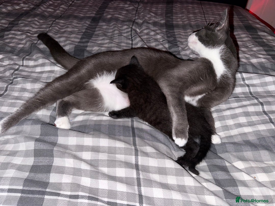 Mixed Breed cats for sale: Little boy kitten  - Image 6