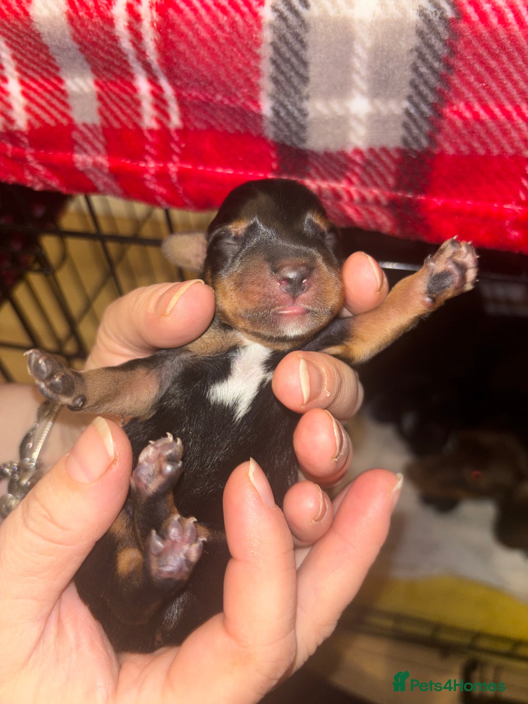 Mixed Breed dogs for sale: 5 beautiful dorkie puppies for sale  - Image 2