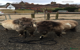 Miniature horses for sale: American Miniatures - Image 9