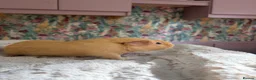 Guinea Pig rodents for sale: 🐹 Guinea Pigs Looking for Loving Homes - Advert 6