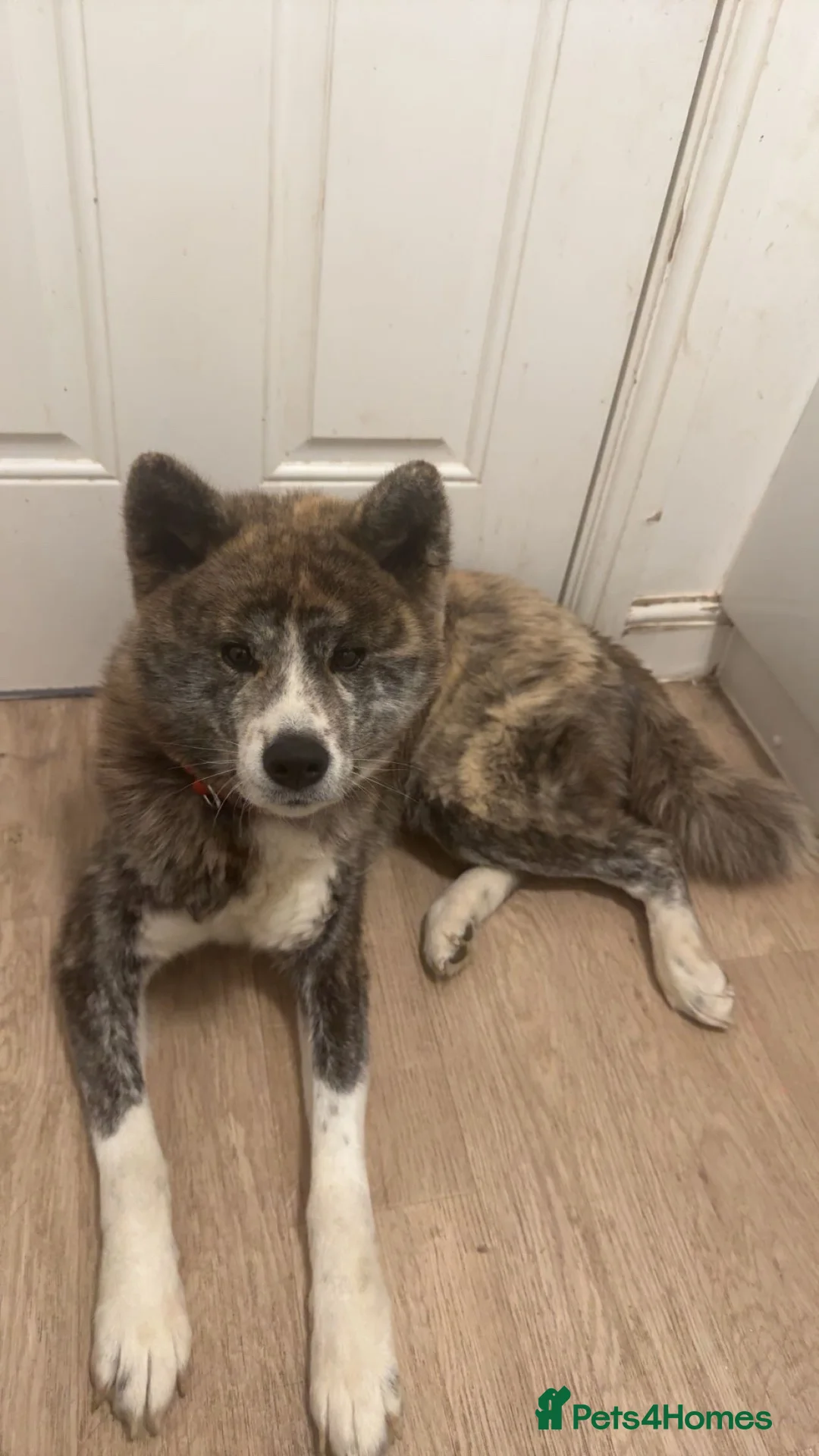 Akita dogs for sale: Female Japanese Akita  in ELY - Advert 5