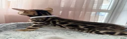 Bengal cats for sale: Quality Bengal kittens - Advert 9