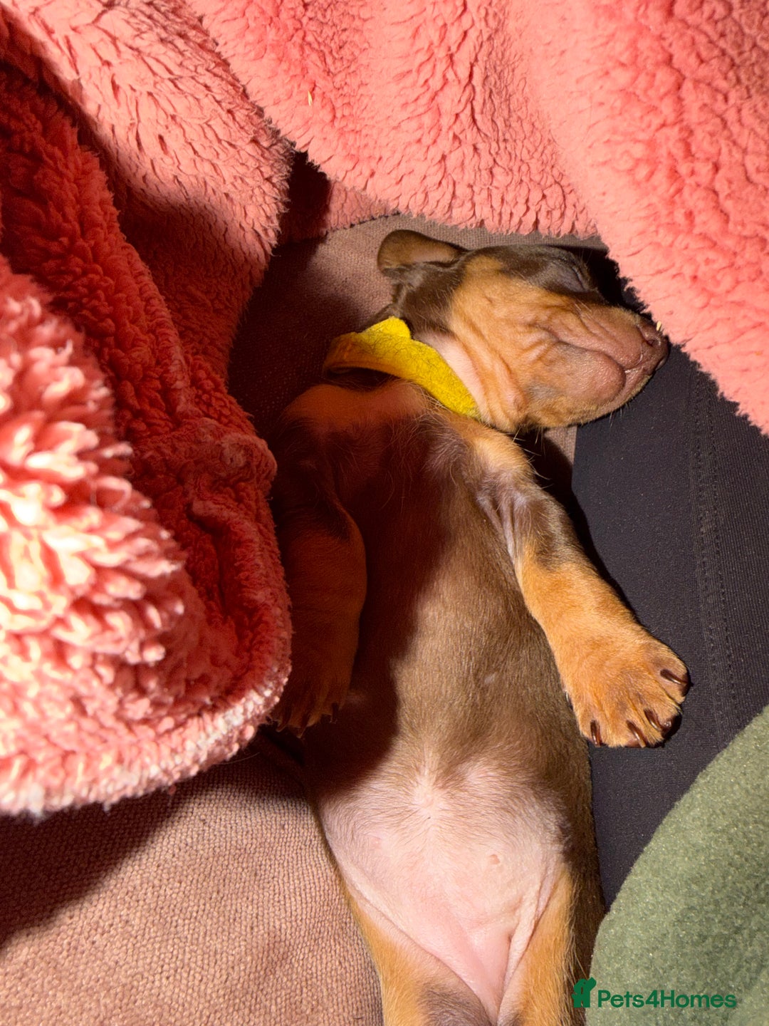 Miniature Dachshund dogs for sale: Beautiful miniatures for sale - ready 17th january - Advert 8