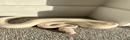 Python Snake reptiles for sale: Female Albino Royal Python – Healthy & Calm in Ramsgate - Advert 2