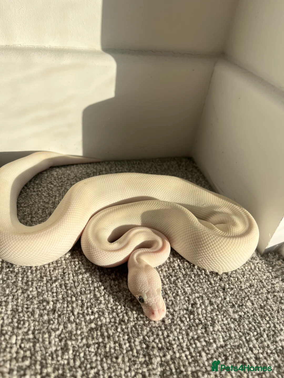 Python Snake reptiles for sale: Female Albino Royal Python – Healthy & Calm in Ramsgate - Advert 2