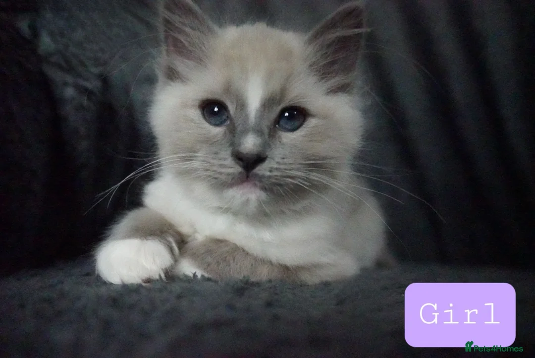Ragdoll cats for sale: Six Ragdoll Kittens - Advert 11