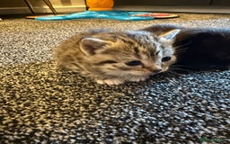 Persian cats for sale: 4 adorable Persian kittens  - Image 6
