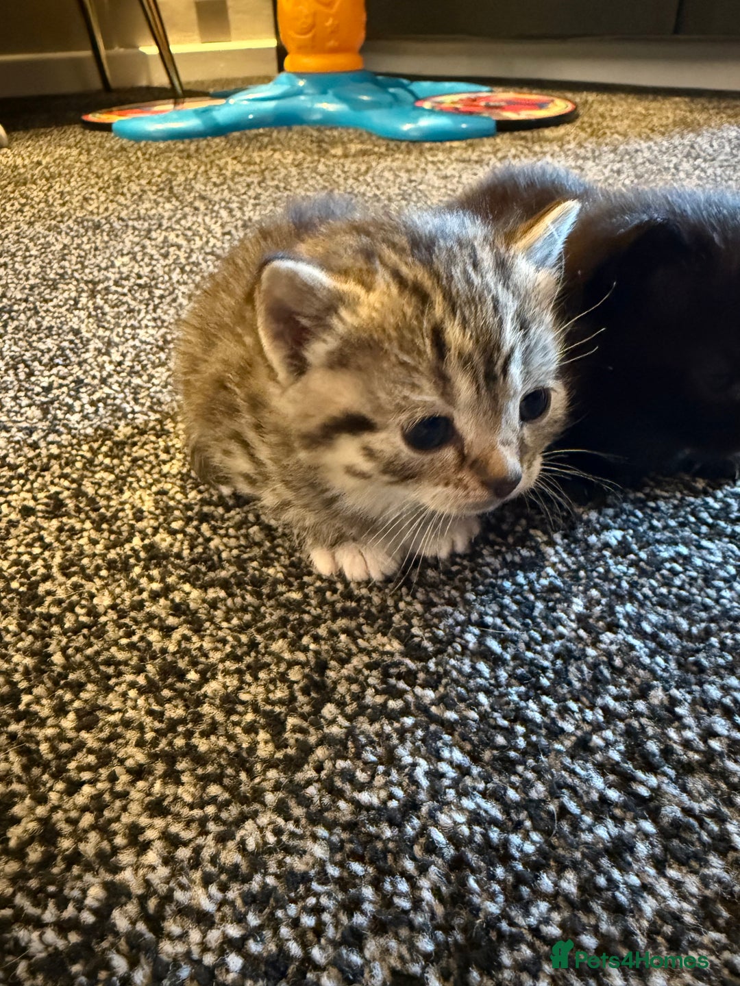 Persian cats for sale: 4 adorable Persian kittens  - Image 6