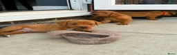 Labrador Retriever dogs for sale: Beautiful KC registered dark red Labrador puppies in York - Advert 21