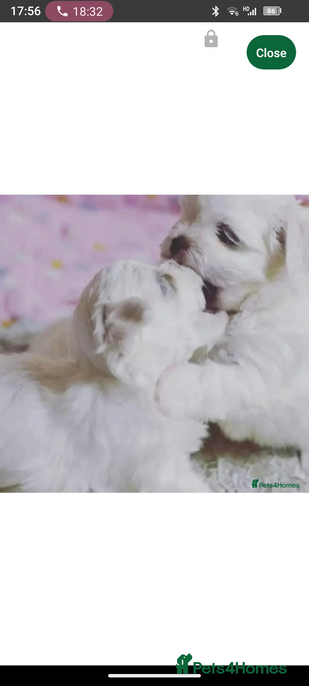 Maltese dogs for stud: 💯 Korean Maltese KC registered available for stud - Advert 3