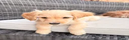 Cockapoo dogs for sale: Beautiful cockapoo puppies ready to leave - Advert 17