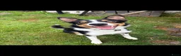 Border Collie dogs for sale: Border collie pup - Advert 8